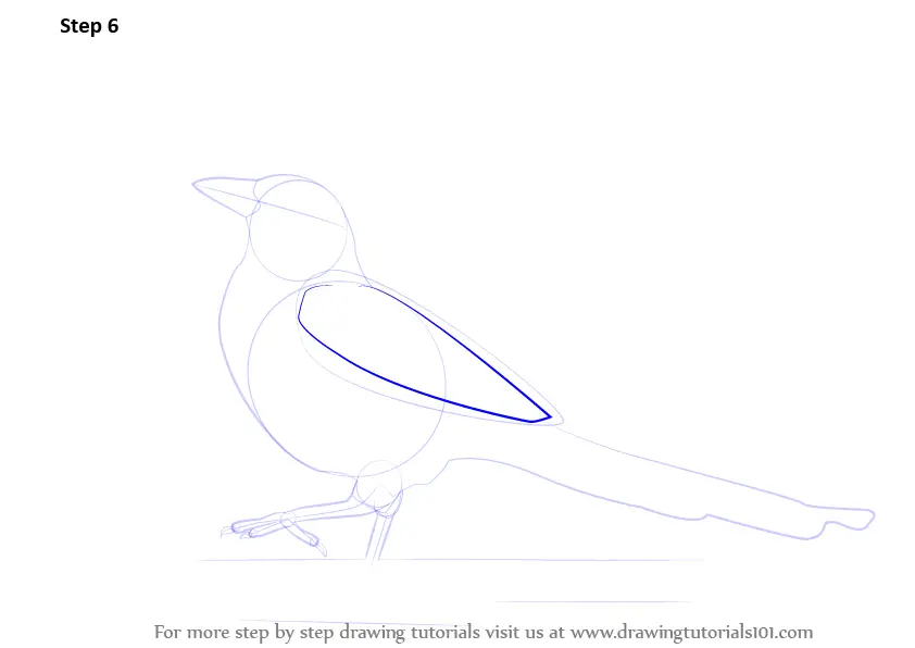 Learn How to Draw a Magpie (Birds) Step by Step : Drawing Tutorials