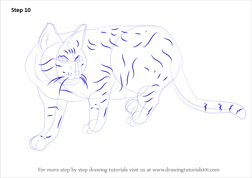 Step by Step How to Draw a Wildcat