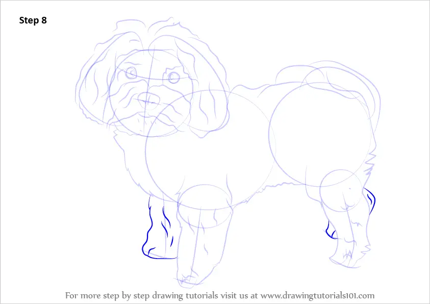 Step by Step How to Draw a Maltese Dog