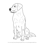 Learn How to Draw a Labrador Face (Farm Animals) Step by Step : Drawing