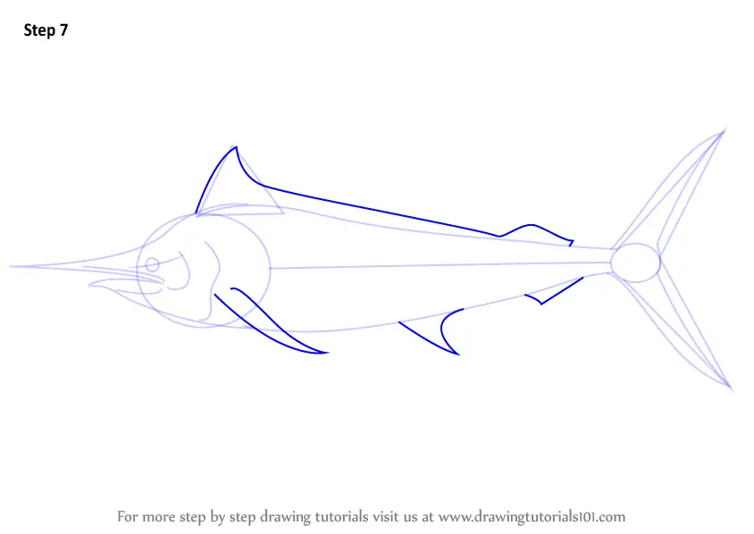 Step by Step How to Draw a Black Marlin