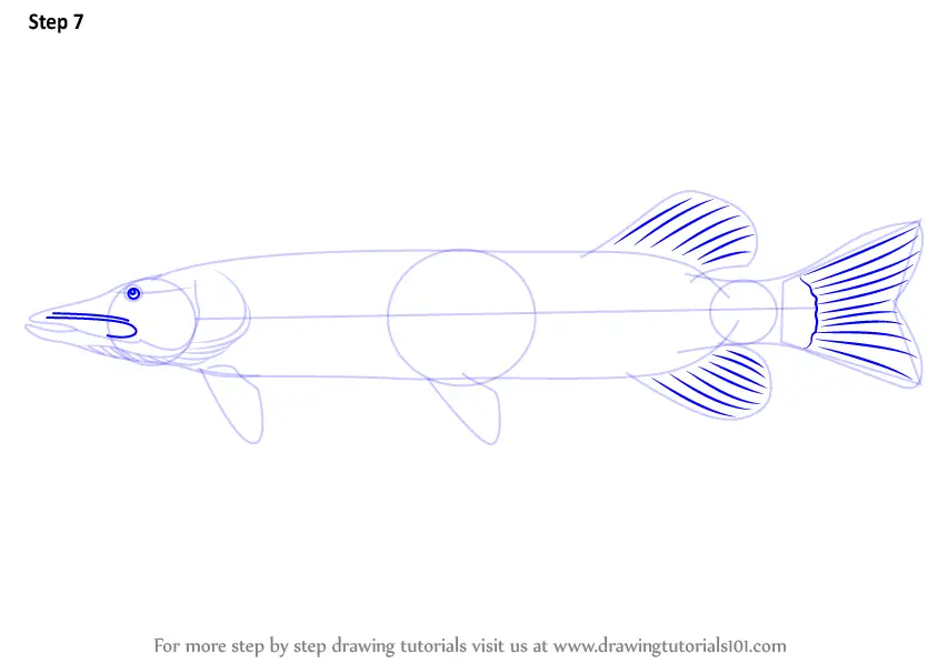 Learn How to Draw a Pike (Fishes) Step by Step Drawing Tutorials