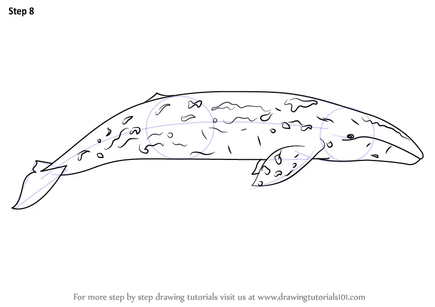 Learn How to Draw a Gray Whale (Marine Mammals) Step by Step Drawing