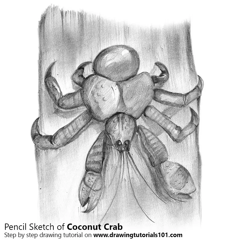 Coconut Crab Pencil Drawing How to Sketch Coconut Crab using Pencils