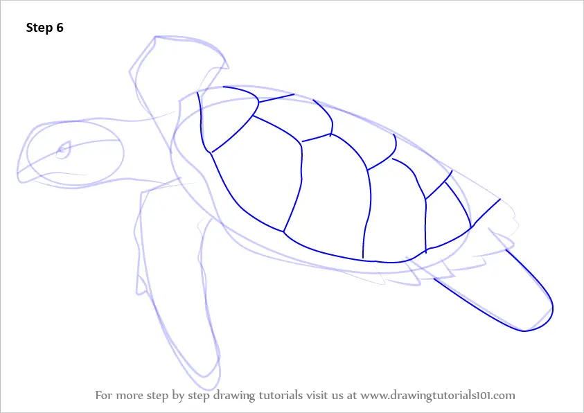 learn-how-to-draw-a-hawksbill-turtle-turtles-and-tortoises-step-by-step-drawing-tutorials