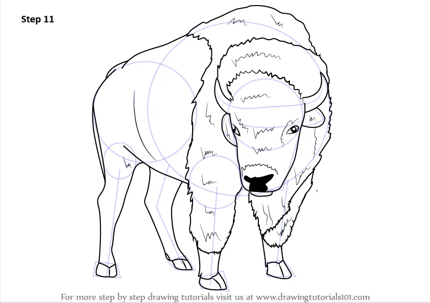 Learn How to Draw an American Bison (Wild Animals) Step by Step