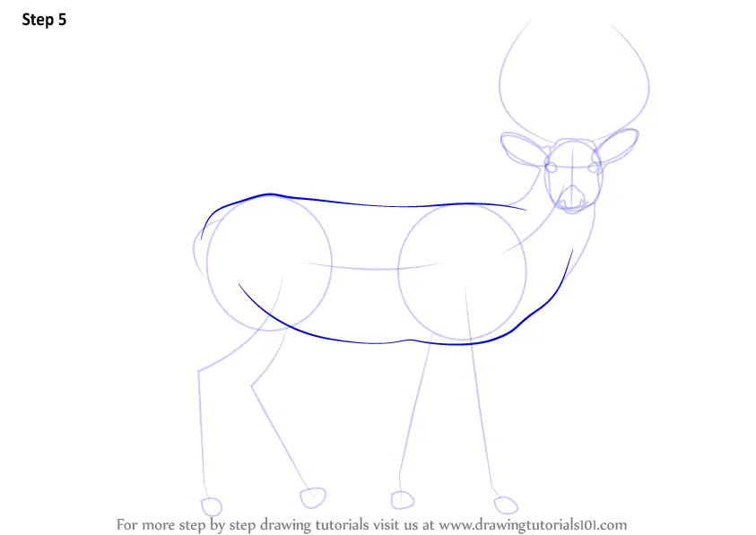 Step by Step How to Draw a Buck Deer