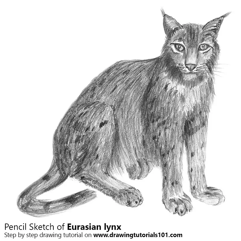 Eurasian Lynx Pencil Drawing How to Sketch Eurasian Lynx using