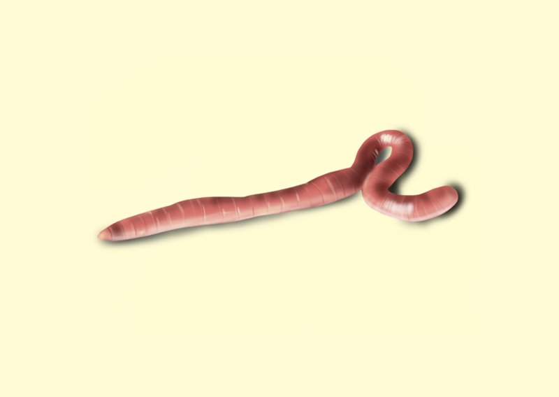 Learn How to Draw an Earthworm (Worms) Step by Step : Drawing Tutorials