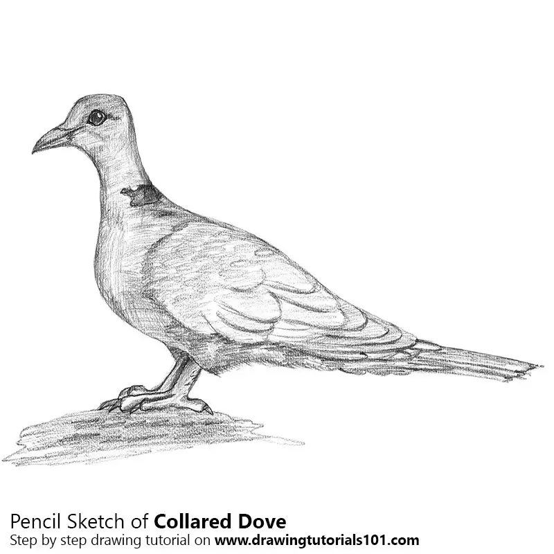 dove drawings in pencil