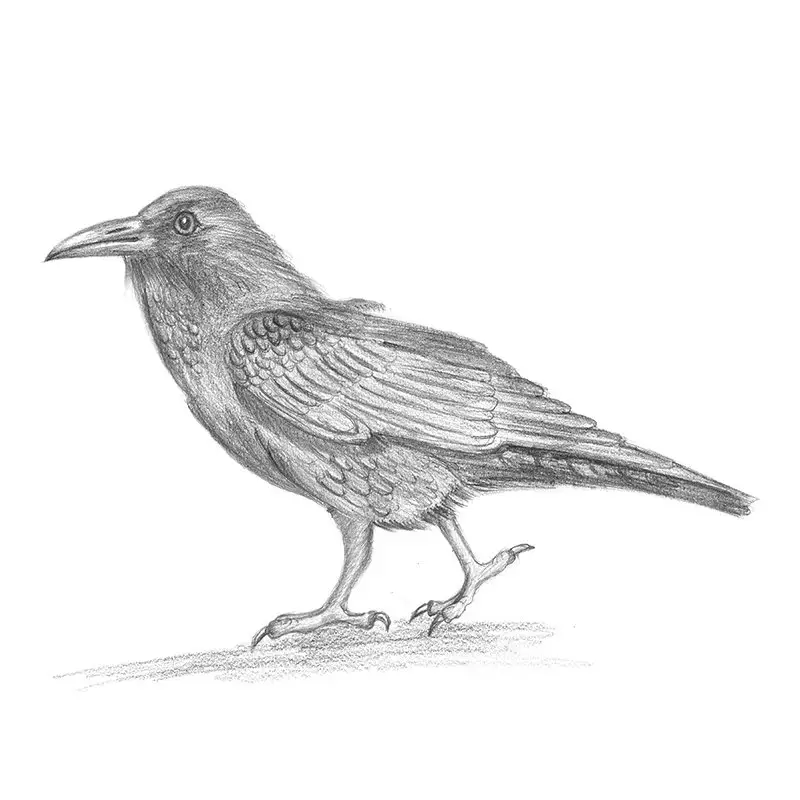 Crow Drawing Images  Browse 37218 Stock Photos Vectors and Video   Adobe Stock