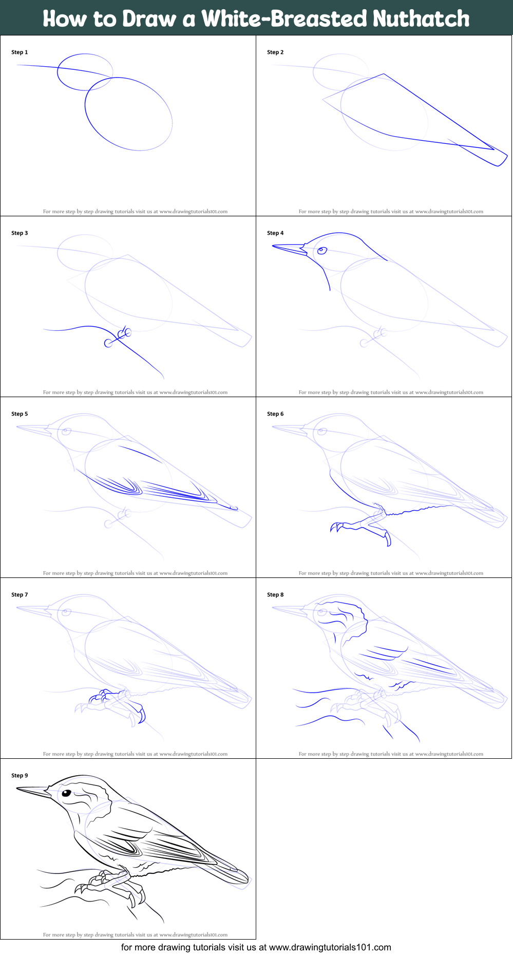 How to Draw a Blue Jay VIDEO & Step-by-Step Pictures