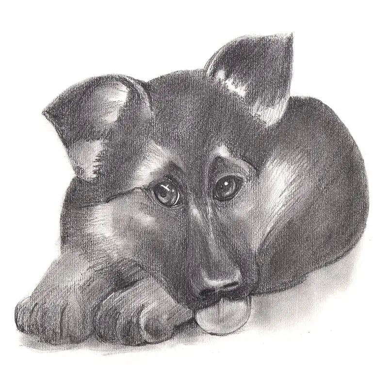 how to draw a german shepherd puppy