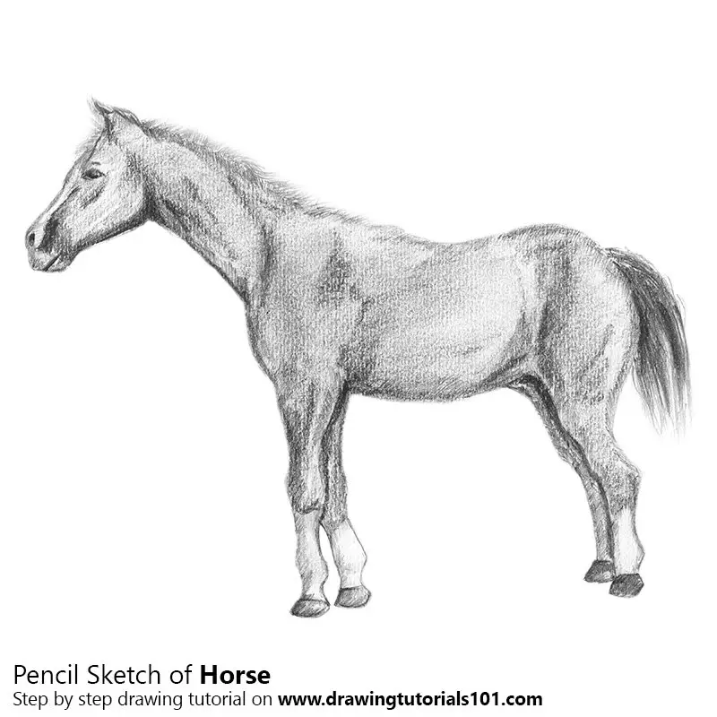 Original Horse Drawing - Etsy