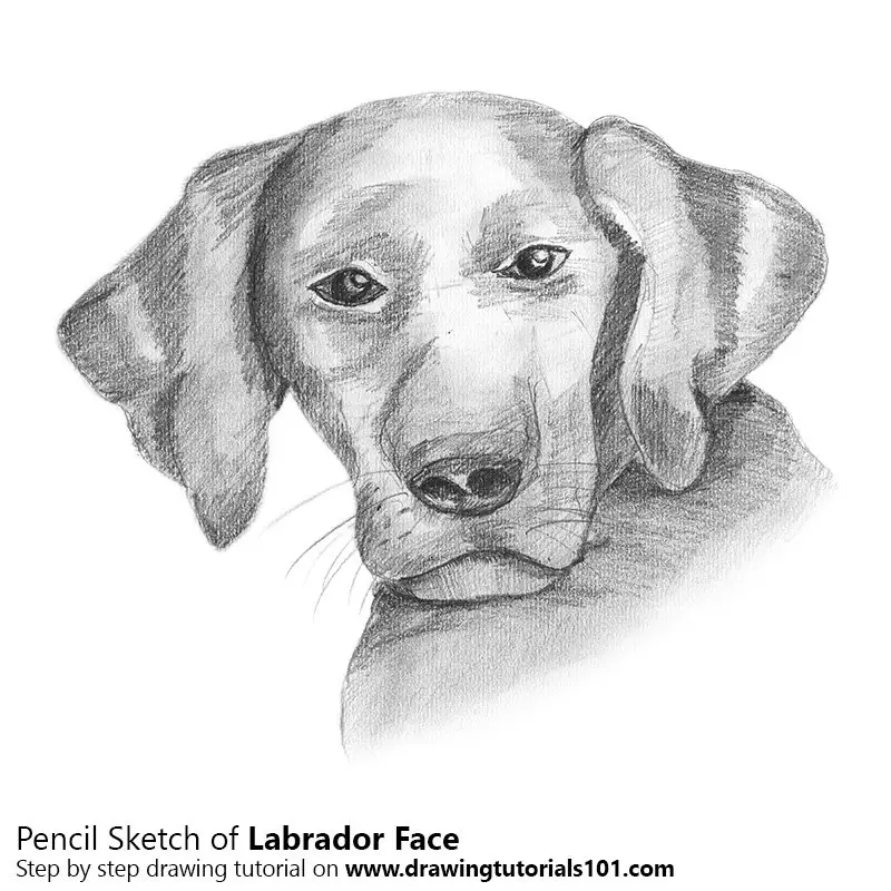 Labrador Drawing Stock Illustrations  8447 Labrador Drawing Stock  Illustrations Vectors  Clipart  Dreamstime