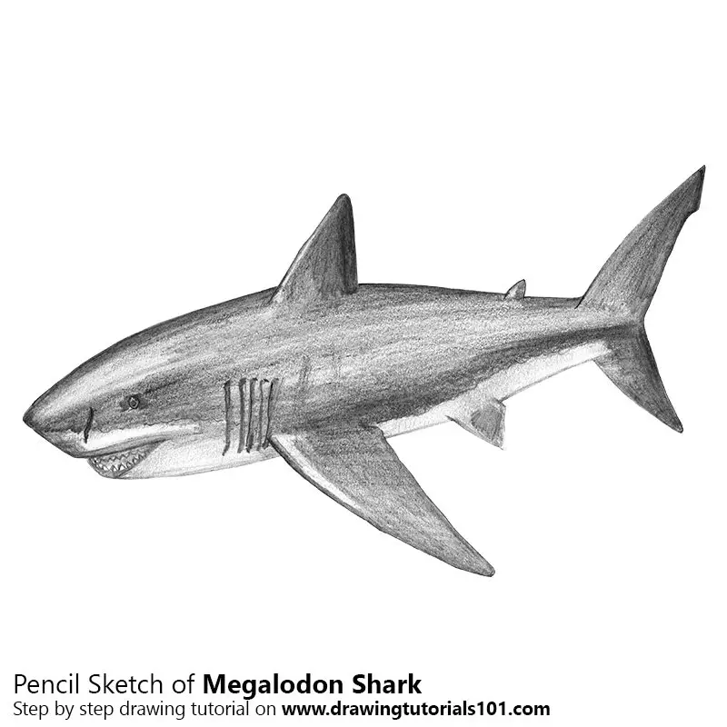 how to draw a megalodon shark step by step