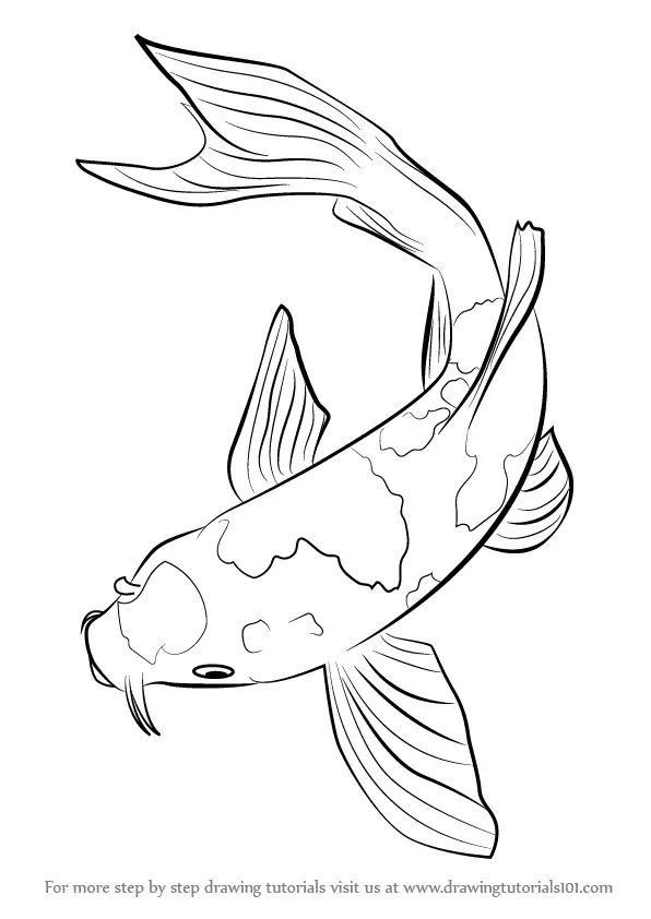 Koi fish drawing by philosophicalphoton on DeviantArt