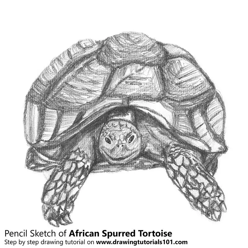 Tortoise Shell cat drawing - Bronte - Garry's Pencil Drawings
