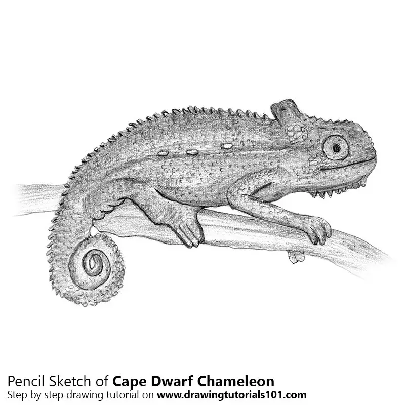 Berekening koper Grazen Cape dwarf chameleon Pencil Drawing - How to Sketch Cape dwarf chameleon  using Pencils : DrawingTutorials101.com