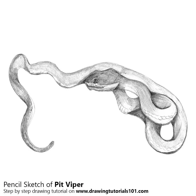 pit viper drawing