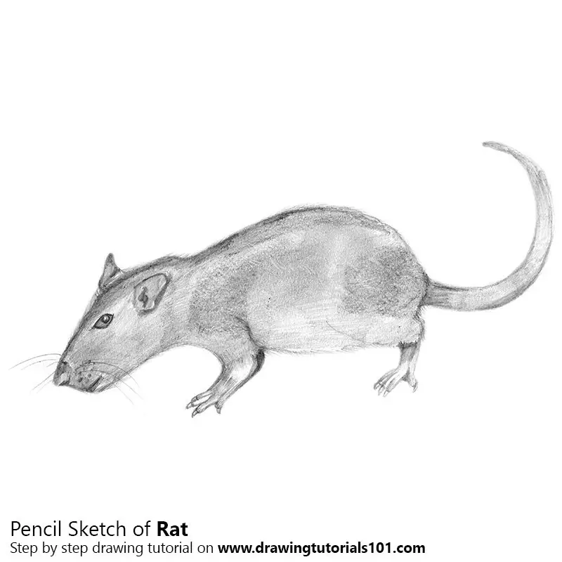 Sketch of a Rat  Greg Tatum