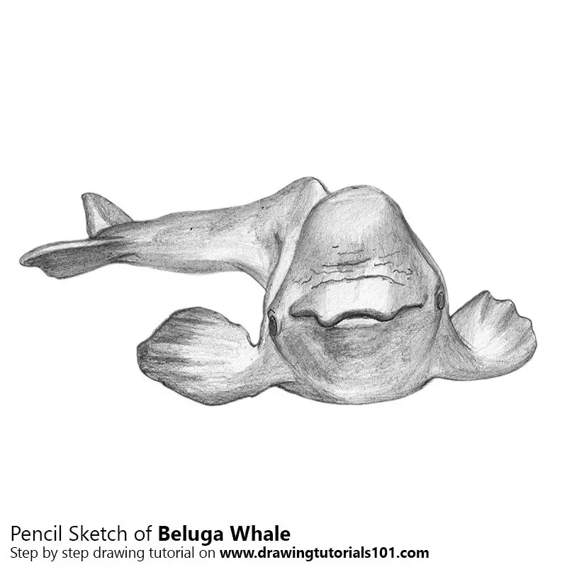 Show the Way – Humpback Whales Drawing Art Print | brianbucklesartwork