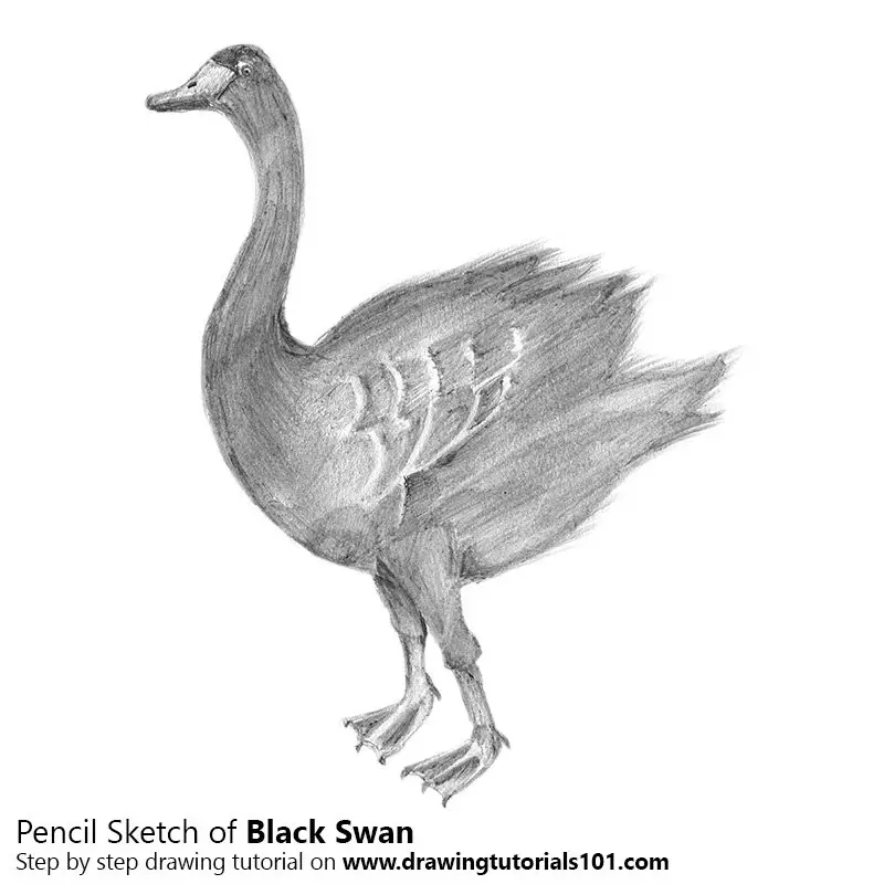 Premium AI Image | Pencil sketch beautiful swan animal draw AI Generated