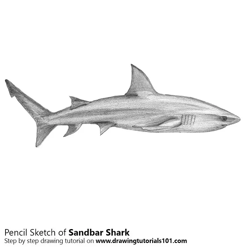 Shark Pencil Drawing  How to Sketch Shark using Pencils   DrawingTutorials101com
