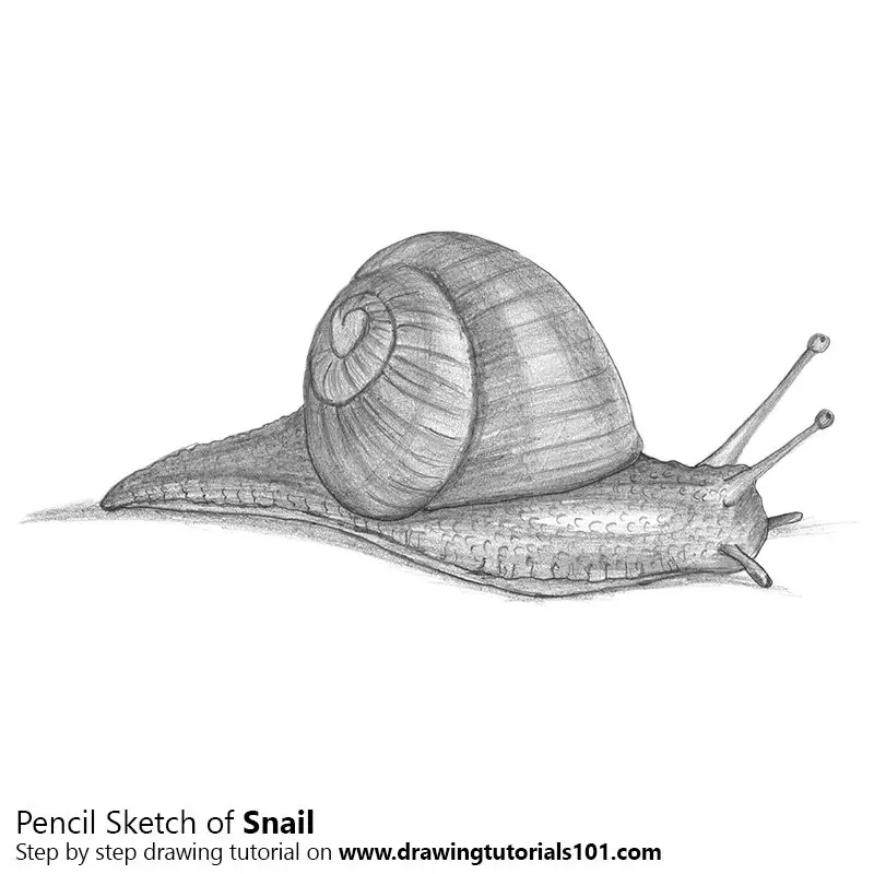 Premium Vector | Hand drawn snail in doodle style sketch. line art and  color. kids education.