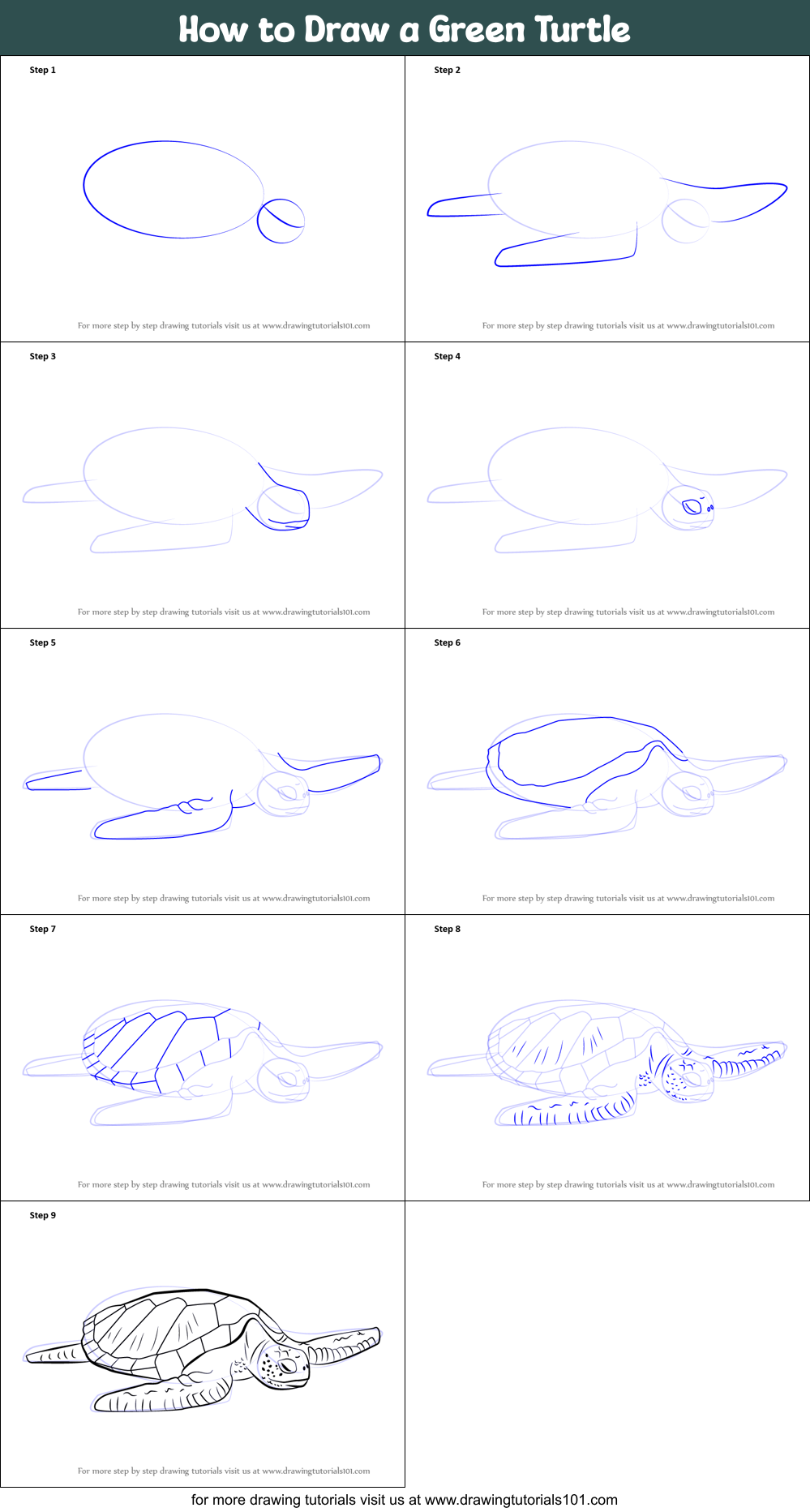 how to draw a sea turtle step by step
