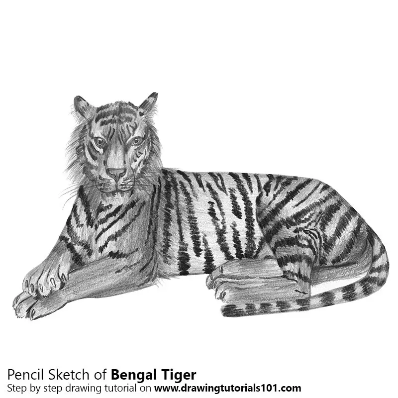 Justin Mark Artwork  Royal Bengal Tiger pencil sketch  Facebook
