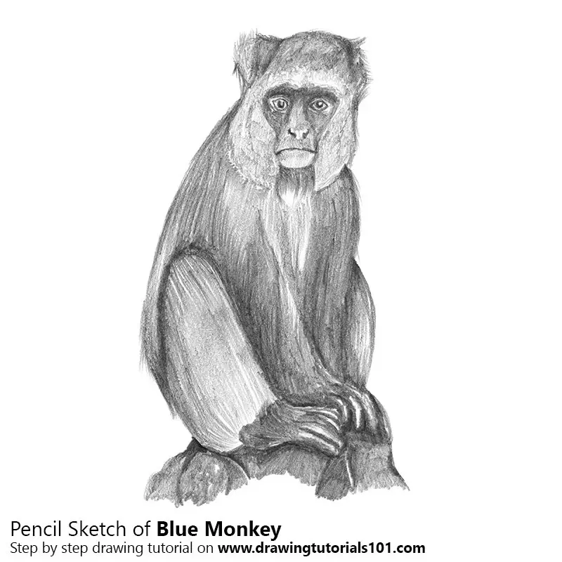 Monkey Sketch Images  Free Download on Freepik