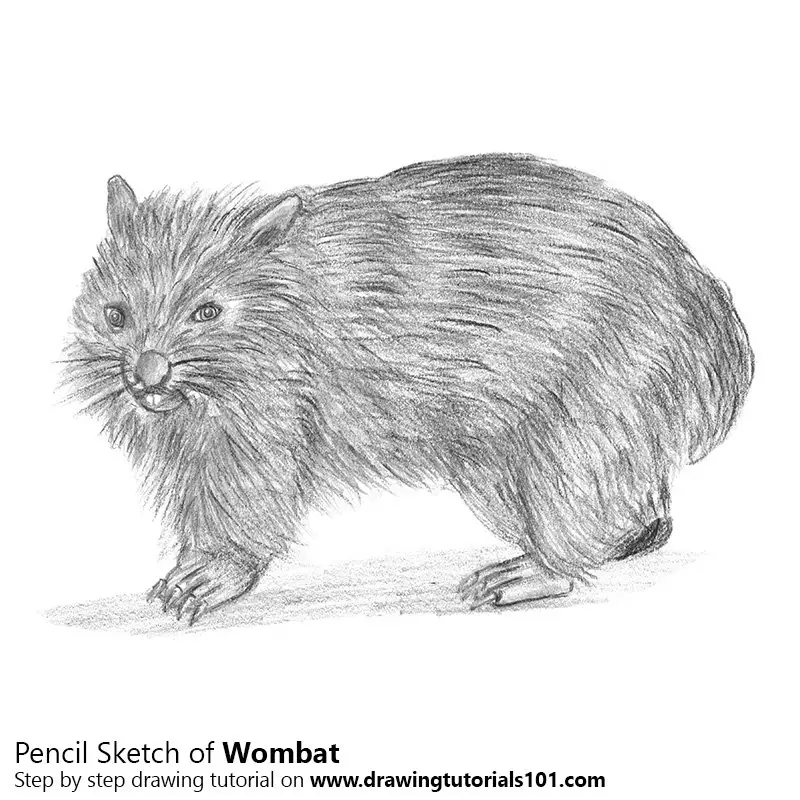 Wombat Sketch Stock Illustrations  105 Wombat Sketch Stock Illustrations  Vectors  Clipart  Dreamstime