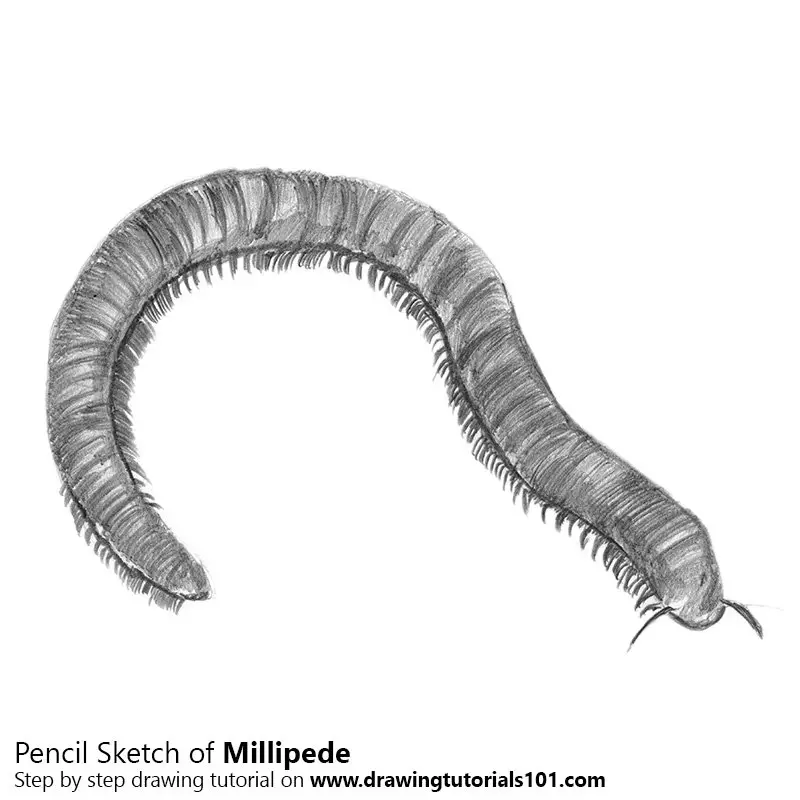 The dissection diagram of earthworm  Download Scientific Diagram