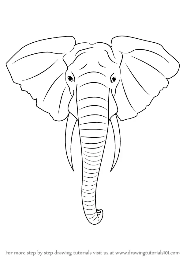 Learn How To Draw An Elephant Head Zoo Animals Step By Step