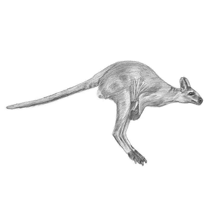 how to draw kangaroos  Kangaroo drawing Kangaroo illustration Kangaroo  art
