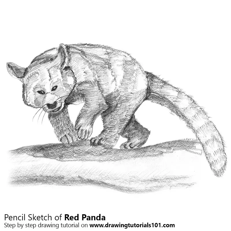 How to Draw a Red Panda  Design School