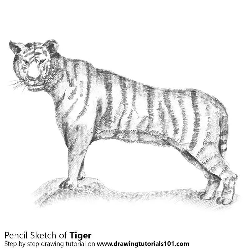 Tiger Pencil Drawing - How to Sketch Tiger using Pencils :  DrawingTutorials101.com