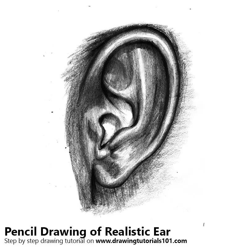 Mr Gold Arts  Symple ear pencil drawing  Facebook