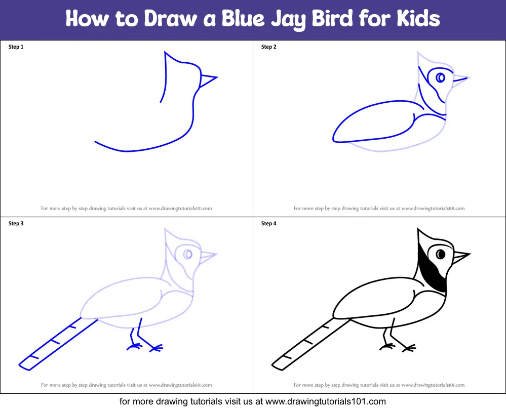 How To Draw A Blue Jay, Step by Step, Drawing Guide, by animorpher