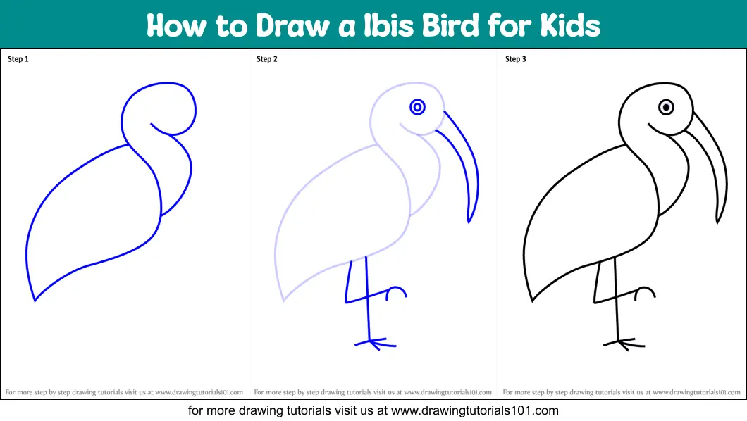 ibis drawing easy