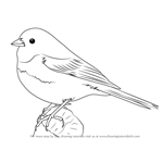 How to Draw a Dark-Eyed Junco