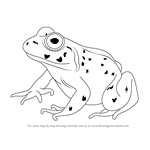How to Draw an American Bullfrog