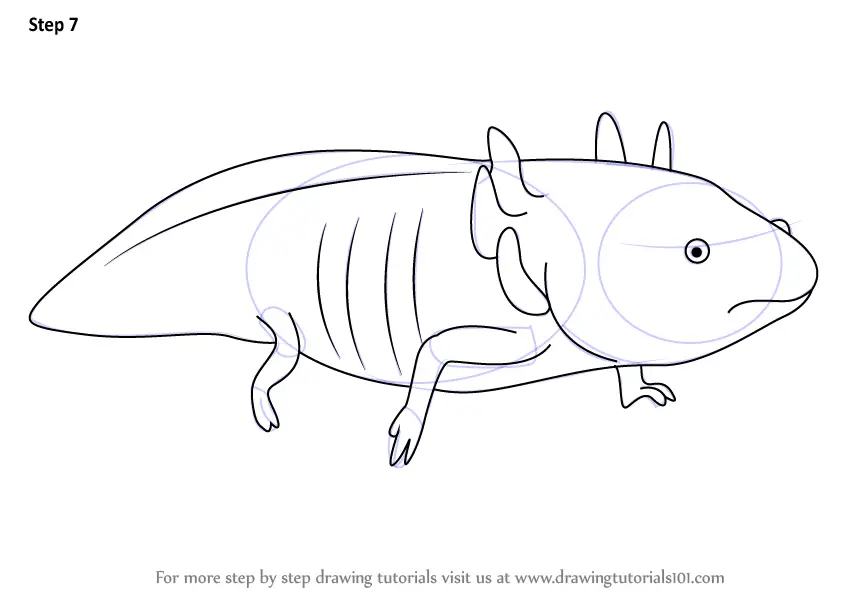 Step by Step How to Draw a Axolotl : DrawingTutorials101.com