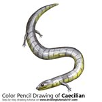 How to Draw a Caecilian