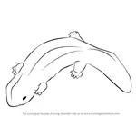 How to Draw a Chinese Giant Salamander