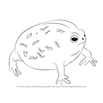 How to Draw a Desert Rain Frog