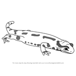 How to Draw a Fire Salamander