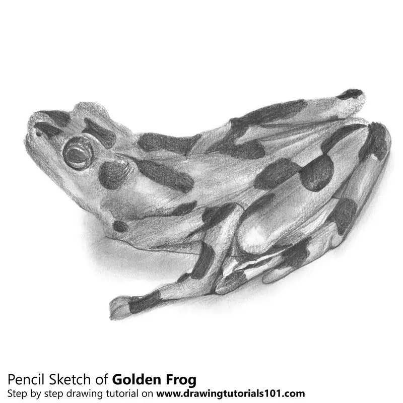 Golden Frog Pencil Drawing How to Sketch Golden Frog using Pencils