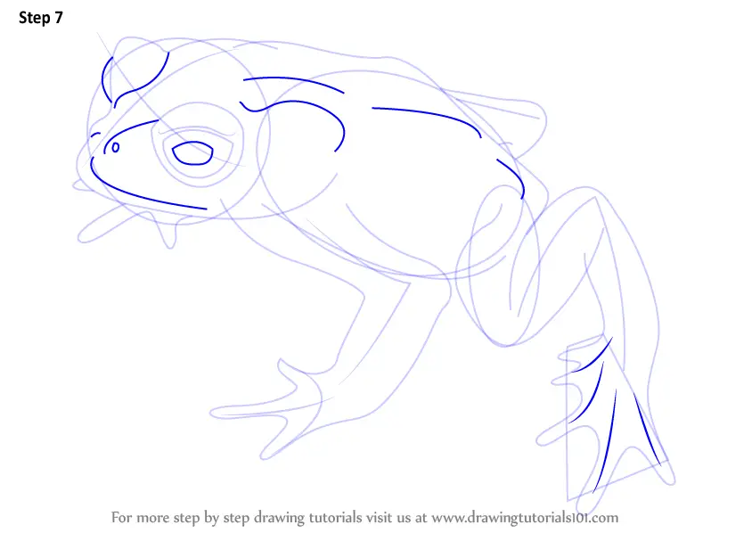 How to Draw a Golden Toad (Amphibians) Step by Step ...